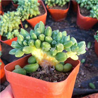 29usd Ngryise 1Pcs A Set  Pachyphytum compactum zhuihua plant