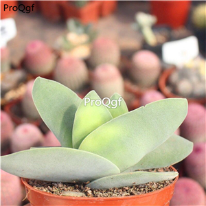 29usd ngryise 1pcs Crassula muscosa plant