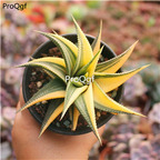 29usd ngryise 2pcs Haworthia limifolia liulidian plant