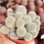 29usd ngryise 1pcs Rebutia muscula  plant