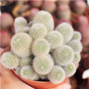 29usd ngryise 1pcs Rebutia muscula  plant