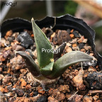 29usd ngryise 2pcs Ariocarpus furfuraceus plant