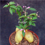 29usd ngryise 1pcs Monadenium montanum plant