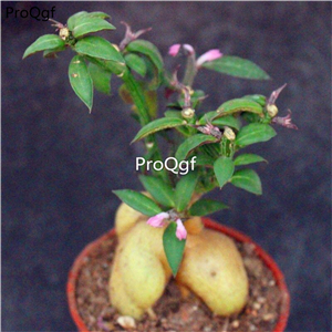 29usd ngryise 1pcs Monadenium montanum plant