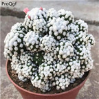 39usd ngryise 1pcs Mammillaria gracilis Arizona Snowcap