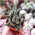 29usd ngryise 2pcs Tulista pumila plant