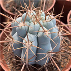 19usd ngryise 1pcs Browningia hertlingiana plant