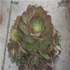 29usd ngryise 1pcs Aeonium tabuliforme plant