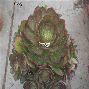 29usd ngryise 1pcs Aeonium tabuliforme plant