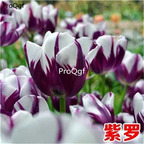 15usd Ngryise 30Pcs A Set  rare color tulip bulb