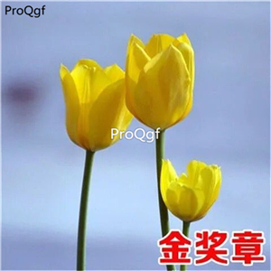 15usd Ngryise 30Pcs A Set  rare color tulip bulb