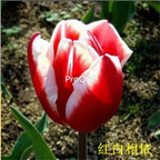 15USD Ngryise 30Pcs A Set  rare color tulip bulb RARE