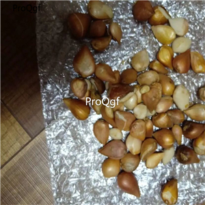 15USD Ngryise 30Pcs A Set  rare color tulip bulb RARE