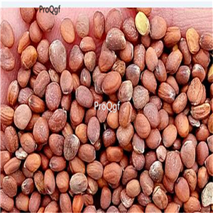 15usd Prodgf  3000Pcs A Set Raphanus sativus  seed