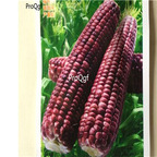 19usd Prodgf  200Pcs A Set purple corn seed