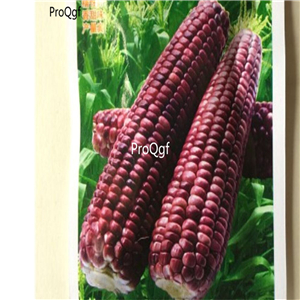 19usd Prodgf  200Pcs A Set purple corn seed