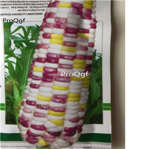19usd Prodgf  200Pcs A Set colorful corn seed