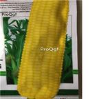 19usd Prodgf  200Pcs A Set yellow corn seed