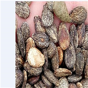 19usd Prodgf  200Pcs A Set mini watermelon seed
