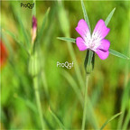 19usd ngryise 2000pcs Silene conoidea  seed