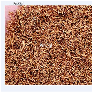 19usd ngryise 2000pcs Silene conoidea  seed