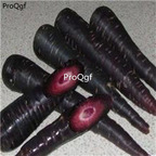 19usd Prodgf  5000Pcs A Set purple carrot seed