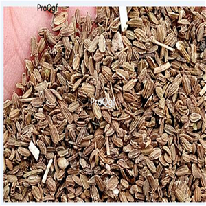 19usd Prodgf  5000Pcs A Set purple carrot seed