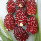 19usd Prodgf  200Pcs A Set strawberry shape corn seed