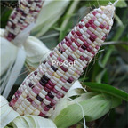19usd Prodgf  200Pcs A Set purple white corn seed
