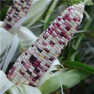 19usd Prodgf  200Pcs A Set purple white corn seed