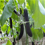 19usd Prodgf  5000Pcs A Set purple long eggplant seed
