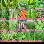 19usd Prodgf  5000Pcs A Set random 10 species vegetable seed