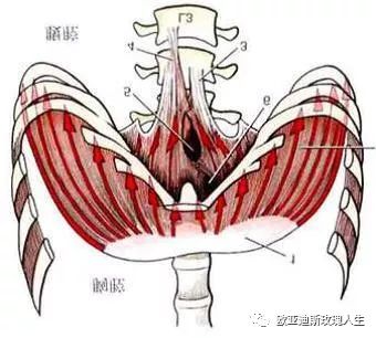 欧亚迪斯 女性整体健康服务平台 欧亚迪斯 女性整体健康服务平台