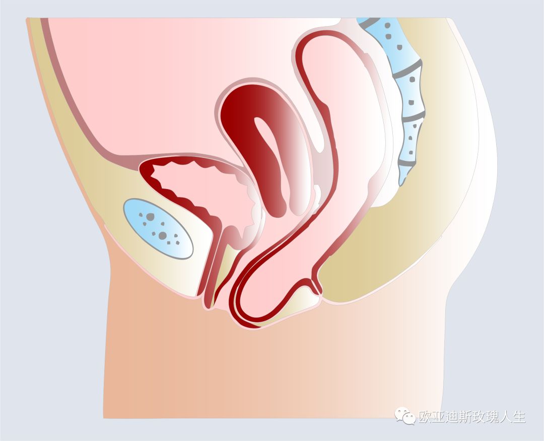 直肠膨出是指直肠前壁通过阴道后壁向前突出, 而肠疝指的是肠管竟过