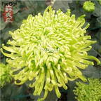 19usd Ngryise 6000Pcs A Set mixed chrysanthemum seed