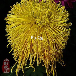 19usd Ngryise 6000Pcs A Set mixed chrysanthemum seed