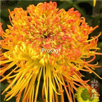 19usd special Ngryise 6000Pcs A Set mixed chrysanthemum seed