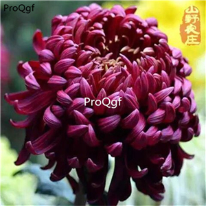 19usd special Ngryise 6000Pcs A Set mixed chrysanthemum seed