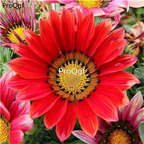 18usd Prodgf 500Pcs A Set Gazania rigens Moench seed