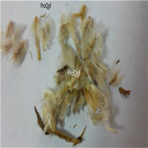 18usd Prodgf 500Pcs A Set Gazania rigens Moench seed
