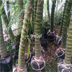 29usd Ngryise 3000Pcs A Set bambusa ventricosa Buddha seed