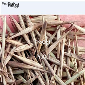 29usd Ngryise 3000Pcs A Set bambusa ventricosa Buddha seed