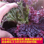 19usd Ngryise 5000Pcs A Set many series lettuce seed