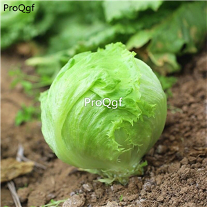 19usd Ngryise 5000Pcs A Set many series lettuce seed