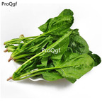 19usd Ngryise 5000Pcs A Set spinach seed