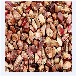 16usd Ngryise 2000Pcs A Set holiday rose seed