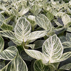 19usd Ngryise 1 Set zuanshi Philodendron plant