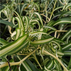 19usd Ngryise 1 set curved Chlorophytum comosum plant