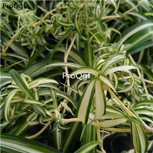 19usd Ngryise 1 set curved Chlorophytum comosum plant