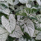 19usd Ngryise 1 Set Caladium bicolor plant